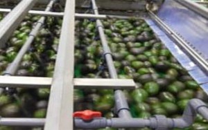 Avocado8_200x300