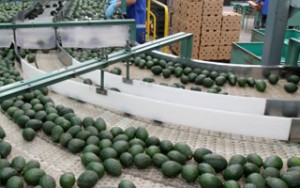 Avocado9_200x300